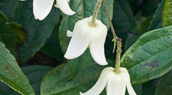 Gardening tips: plant Clematis ‘Winter Beauty’
