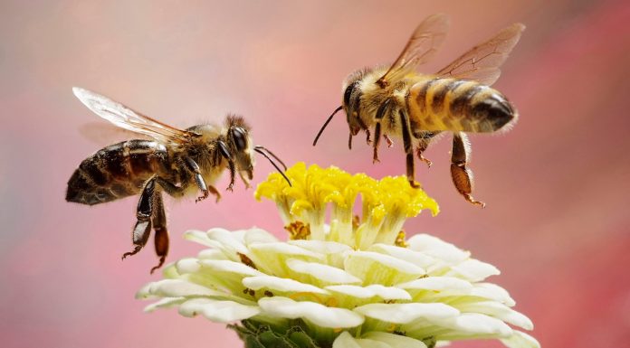 Five smart things honeybees can do