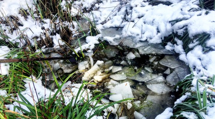 In the cold, there’s hungry birds, thick ice and frogs to liberate