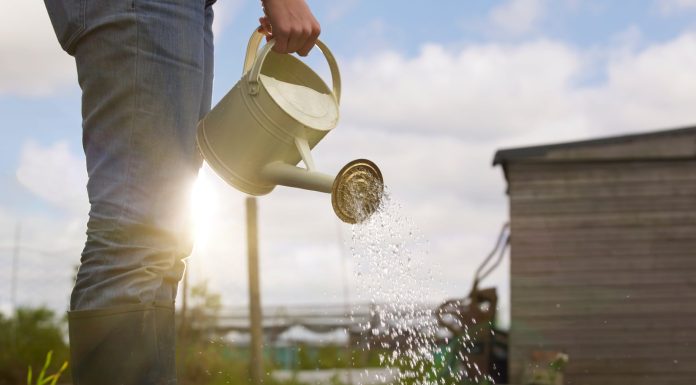 Green shoots: how veganism is changing gardening