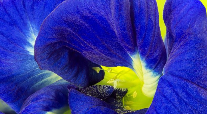 A blue to light your home – and your G&T