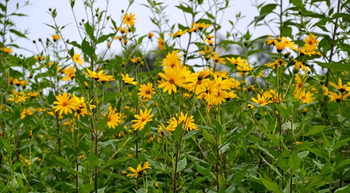 Plant jerusalem artichokes now for a plentiful supply