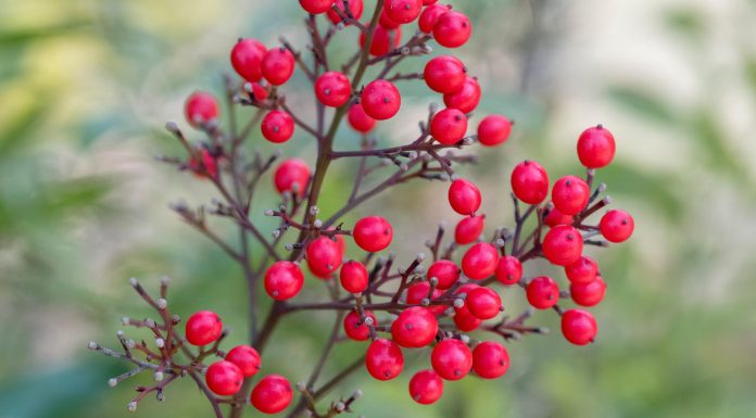 Gardening tips: plant heavenly bamboo