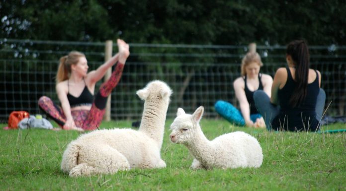 Alapaca farm in England offering alpaca yoga, alpaca picnics, alpaca ‘connection’ packages