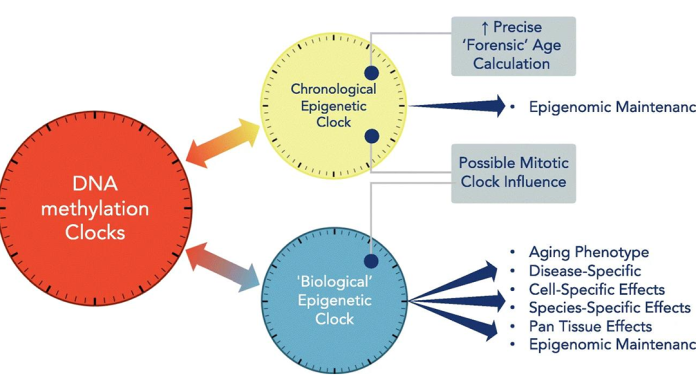Aging Mechanism Analysis Paves the Way for Anti-Aging Research