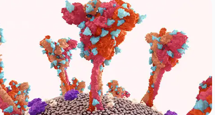 The Diverse Roles of T Cells in Immune Responses