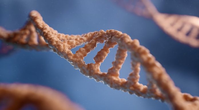 NTN1 Protein: Unraveling the Role of Netrin-1 in Neural Development and Beyond